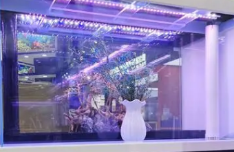 高端品牌草莓视频黄版APP下载的专业指南